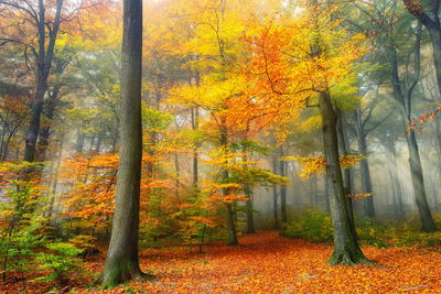 Ljuddämpande tavla - Misty autumn forest