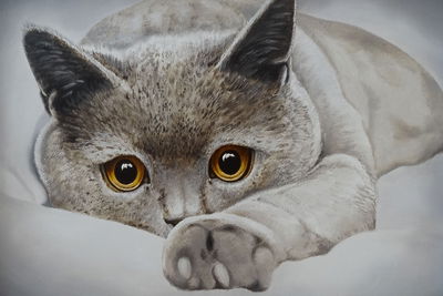 Ljuddämpande tavla - Gray cat like painted