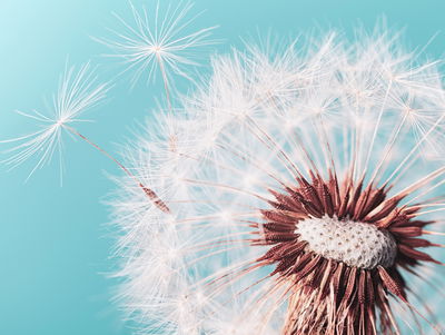 Ljuddämpande tavla - Dandelion flower on a macro
