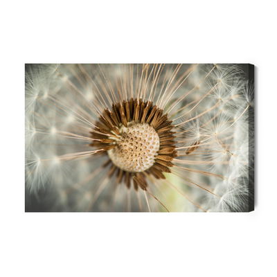 Ljuddämpande tavla - Dandelion close up