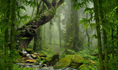 Ljuddämpande tavla - The green of the rain forest