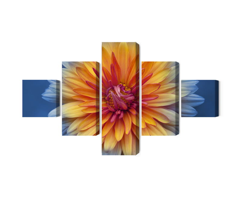 Ljuddämpande tavla - Chrysanthemum flower close