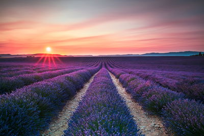 Ljuddämpande tavla - Lavender field at sunset