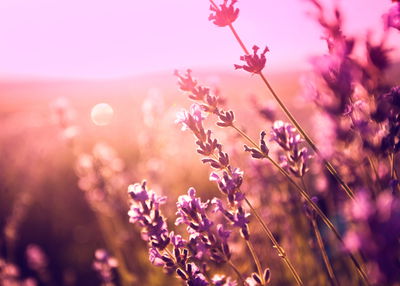 Ljuddämpande tavla - Lavender flowers in the sun