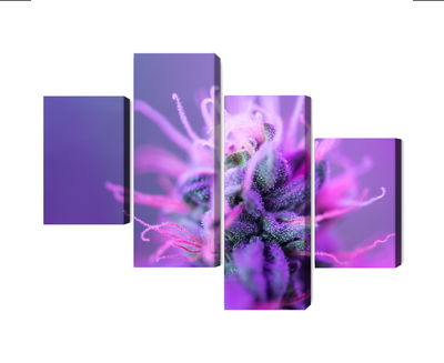 Ljuddämpande tavla - Macro plant on a pink-purple