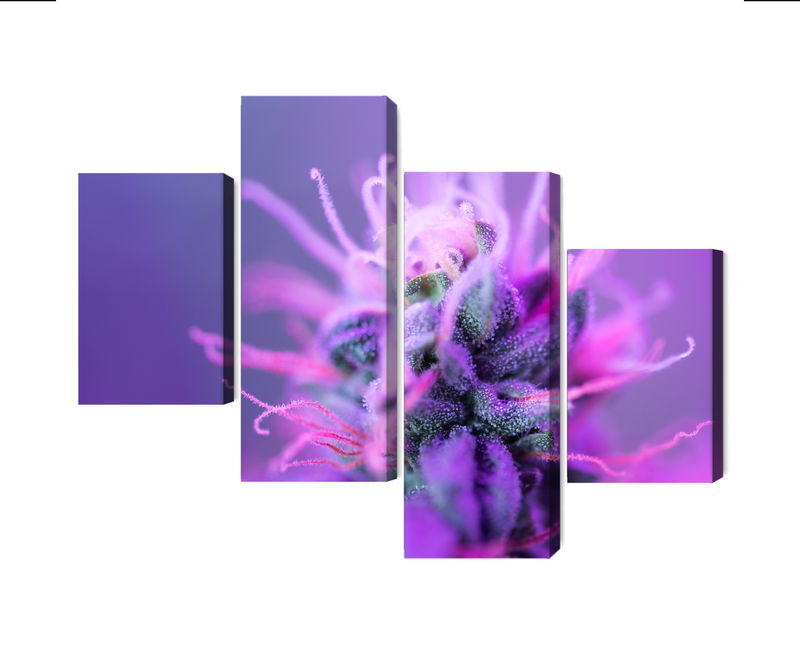Ljuddämpande tavla - Macro plant on a pink-purple