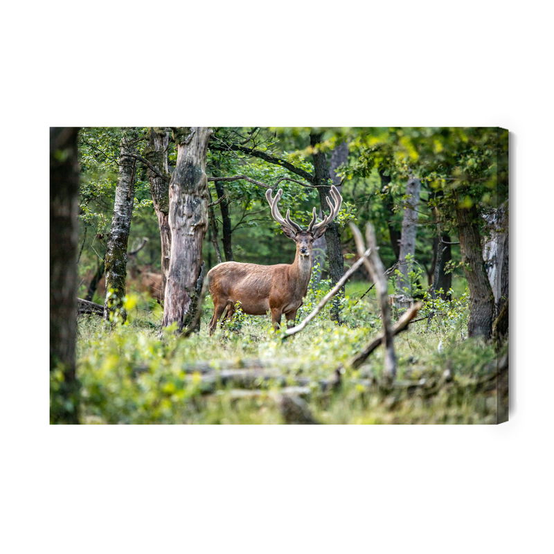 Ljuddämpande tavla - A deer in the middle