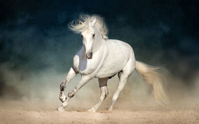 Ljuddämpande tavla - A white horse at a gallop
