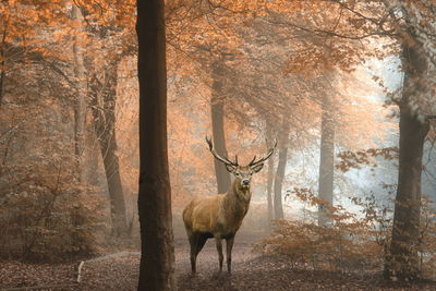 Ljuddämpande tavla - Deer in the autumn forest