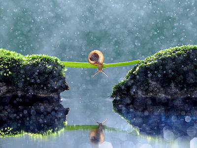 Ljuddämpande tavla - Snail in the rain