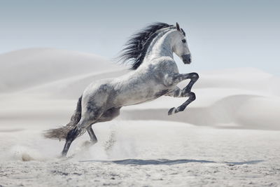 Ljuddämpande tavla - Horse in the desert 3d