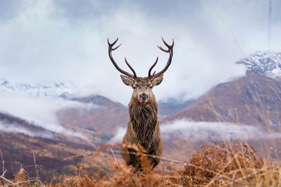 Ljuddämpande tavla - A deer on a background