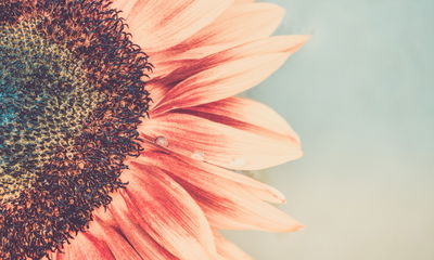 Ljuddämpande tavla - Blooming sunflower
