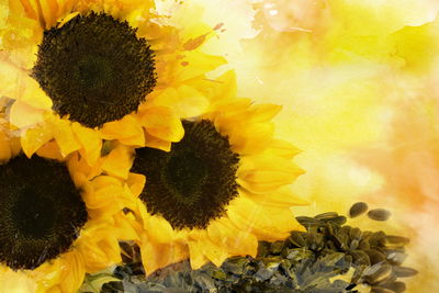 Ljuddämpande tavla - Flowers and sunflower seeds