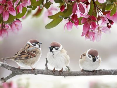 Ljuddämpande tavla - Sparrows among flowers