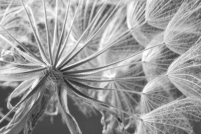 Ljuddämpande tavla - Dandelion close up