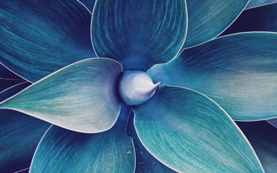 Ljuddämpande tavla - Top view of the plant