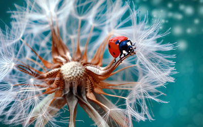 Ljuddämpande tavla - Ladybug on a dandelion
