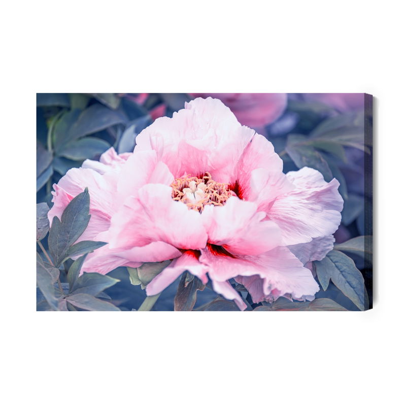 Ljuddämpande tavla - Peony in the garden