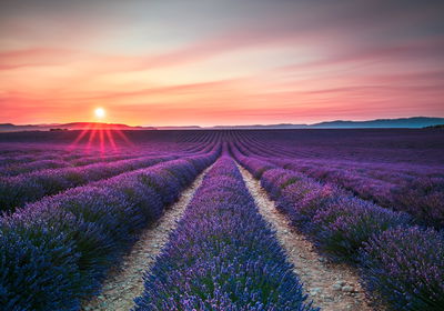 Ljuddämpande tavla - The field of blooming