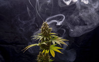 Ljuddämpande tavla - Cannabis plant on a smoky