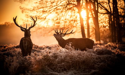 Ljuddämpande tavla - Two deer in the forest