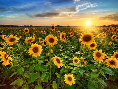 Ljuddämpande tavla - Sunflower field at sunset 3d