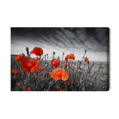 Ljuddämpande tavla - Wild poppies on a black