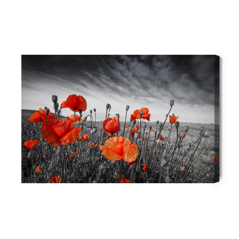 Ljuddämpande tavla - Wild poppies on a black