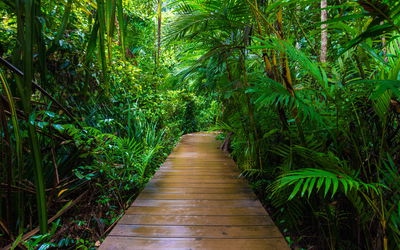 Ljuddämpande tavla - Wooden bridge in a tropical