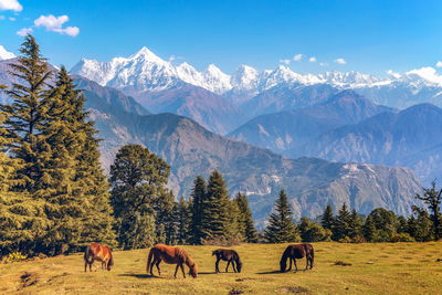 Ljuddämpande tavla - Horses and mountain landscape