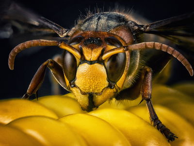 Ljuddämpande tavla - Wasp on a macro scale