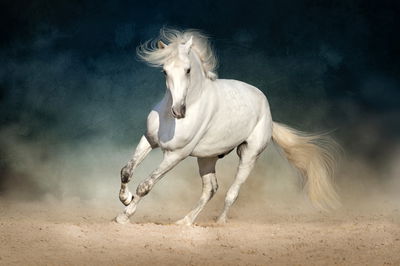 Ljuddämpande tavla - A white horse at a gallop