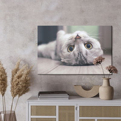 Ljuddämpande tavla - Scottish fold cat