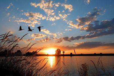 Ljuddämpande tavla - Birds at sunset