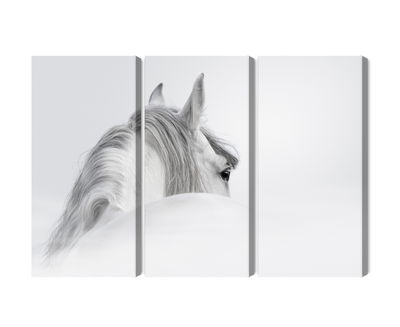 Ljuddämpande tavla - Andalusian horse in the fog