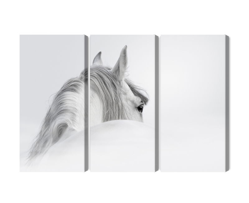 Ljuddämpande tavla - Andalusian horse in the fog