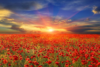 Ljuddämpande tavla - Sunset over a filed