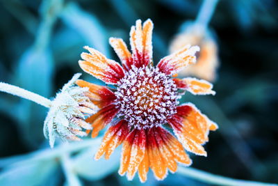 Ljuddämpande tavla - Rudbeckia flowers covered