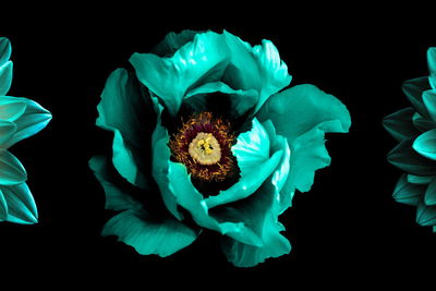 Ljuddämpande tavla - Turquoise flowers on a black