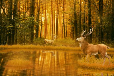 Ljuddämpande tavla - A deer by the lake