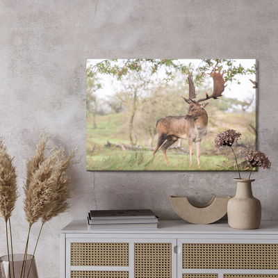 Ljuddämpande tavla - Adult deer with magnificent