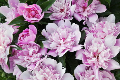 Ljuddämpande tavla - Peonies among the greenery