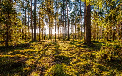 Ljuddämpande tavla - 3d sunny forest landscape