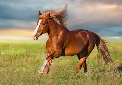 Ljuddämpande tavla - Galloping horse