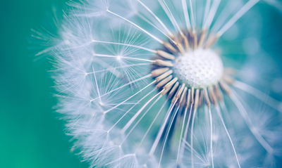 Ljuddämpande tavla - Dandelion on a macro scale