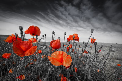 Ljuddämpande tavla - Wild poppies on a black