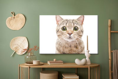 Ljuddämpande tavla - Scottish prostitute cat