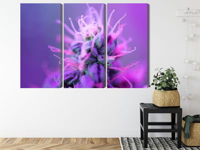 Ljuddämpande tavla - Macro plant on a pink-purple