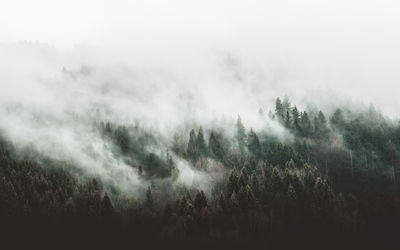 Ljuddämpande tavla - 3d misty forest landscape